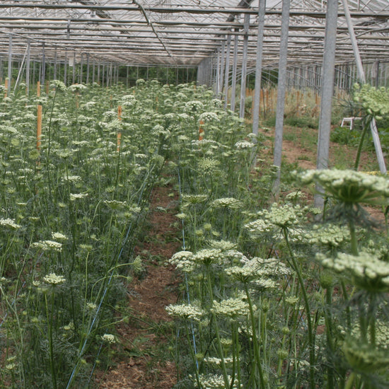 CARROT; James Scarlet Intermediate